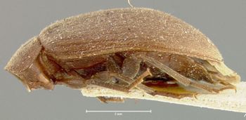 Media type: image;   Entomology 7133 Aspect: habitus lateral view